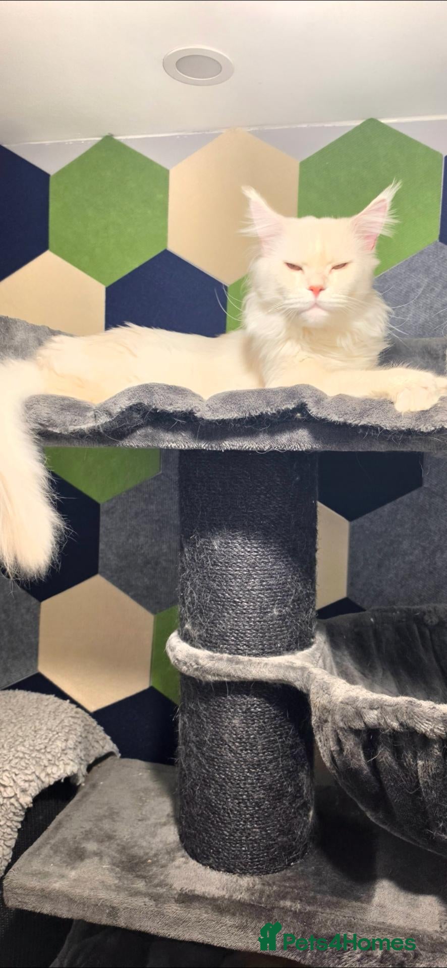 Maine Coon cats for stud: Maine coon stud service  - Advert 2