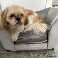 Shih Tzu dogs Shih tzu for stud in Newcastle upon Tyne - Advert 1