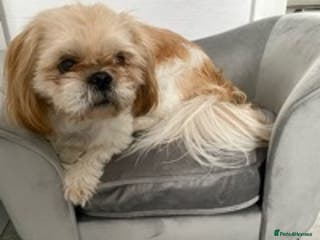 Shih Tzu dogs Shih tzu for stud in Newcastle upon Tyne - Advert 2