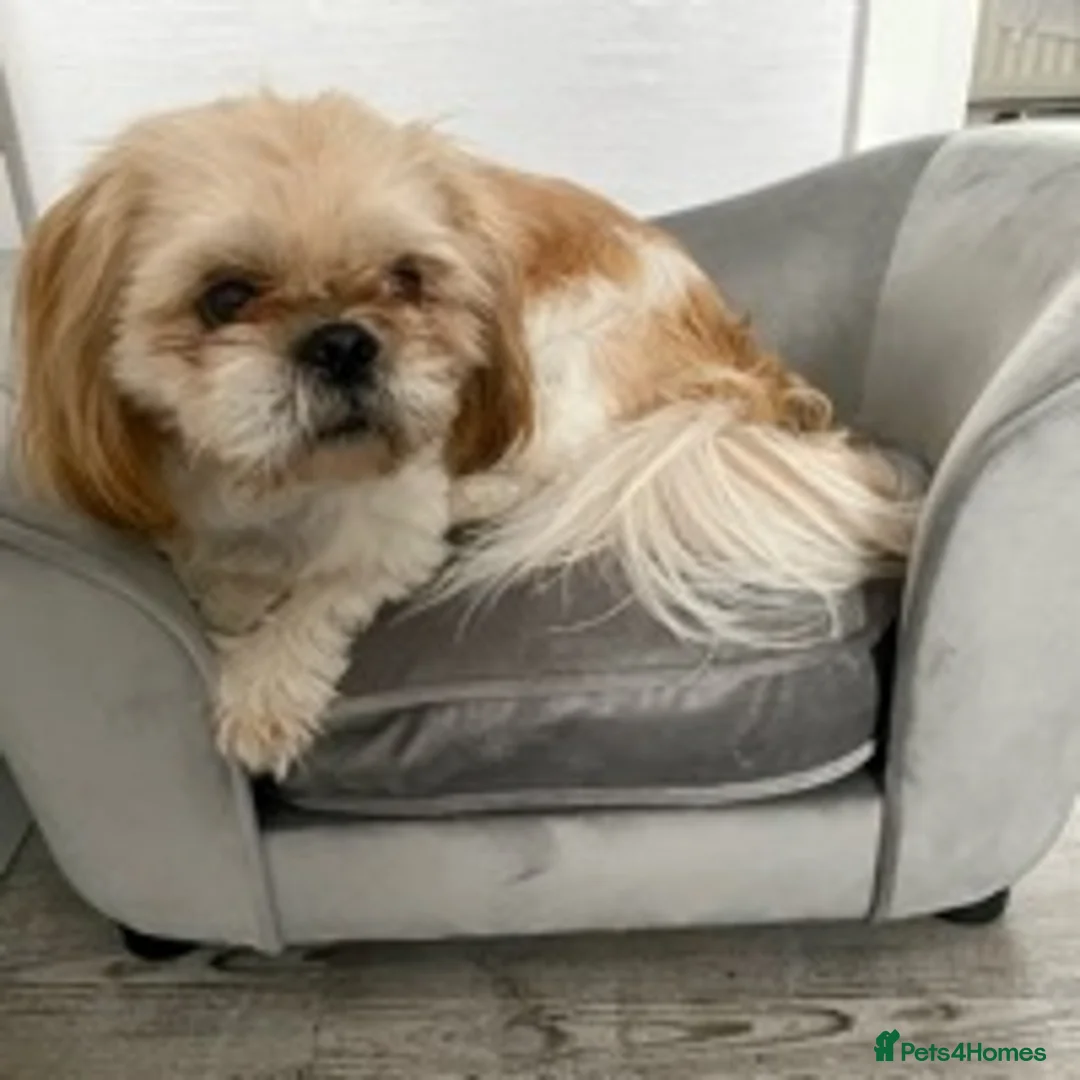 Shih Tzu dogs for stud: Shih tzu for stud in Newcastle upon Tyne - Advert 1