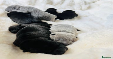 Mixed Breed dogs ChowPei Pups  - Advert 2