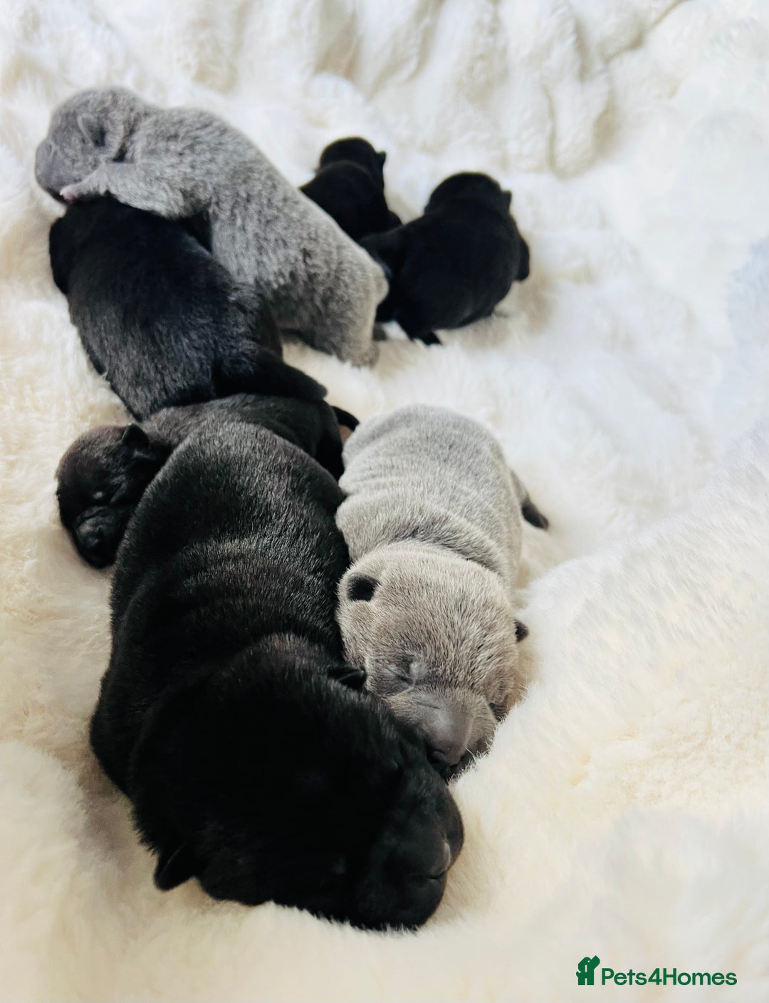 Mixed Breed dogs for sale: ChowPei Pups  - Image 1