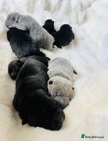 Mixed Breed dogs ChowPei Pups - Advert 2