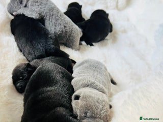 Mixed Breed dogs - Advert 2