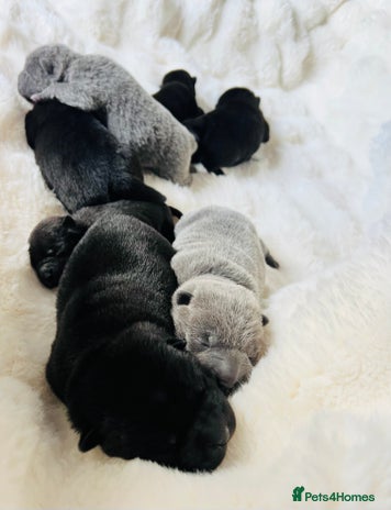 Mixed Breed dogs - Advert 1