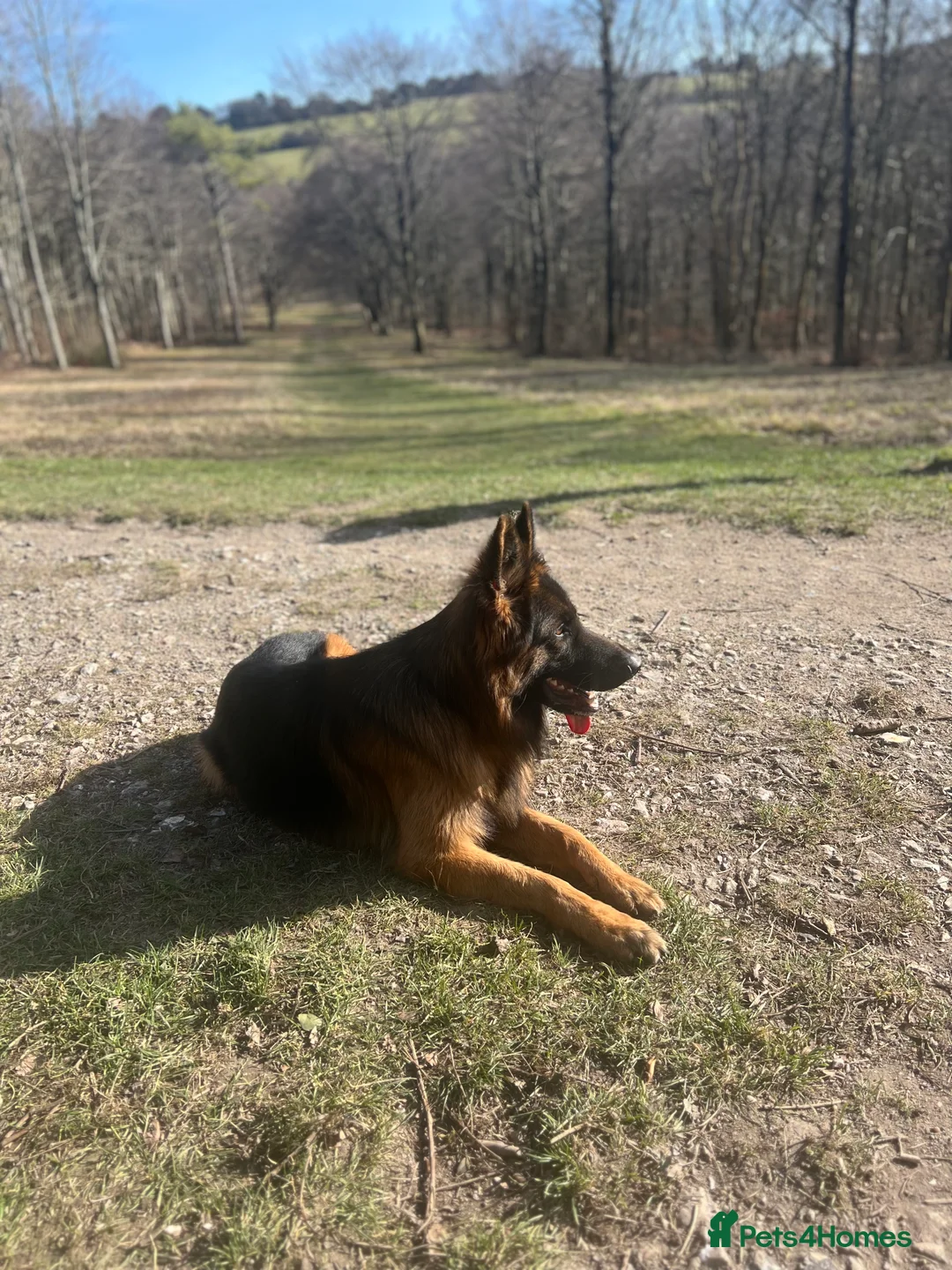 German Shepherd dogs for stud: German shepard for stud in Eastbourne - Advert 2