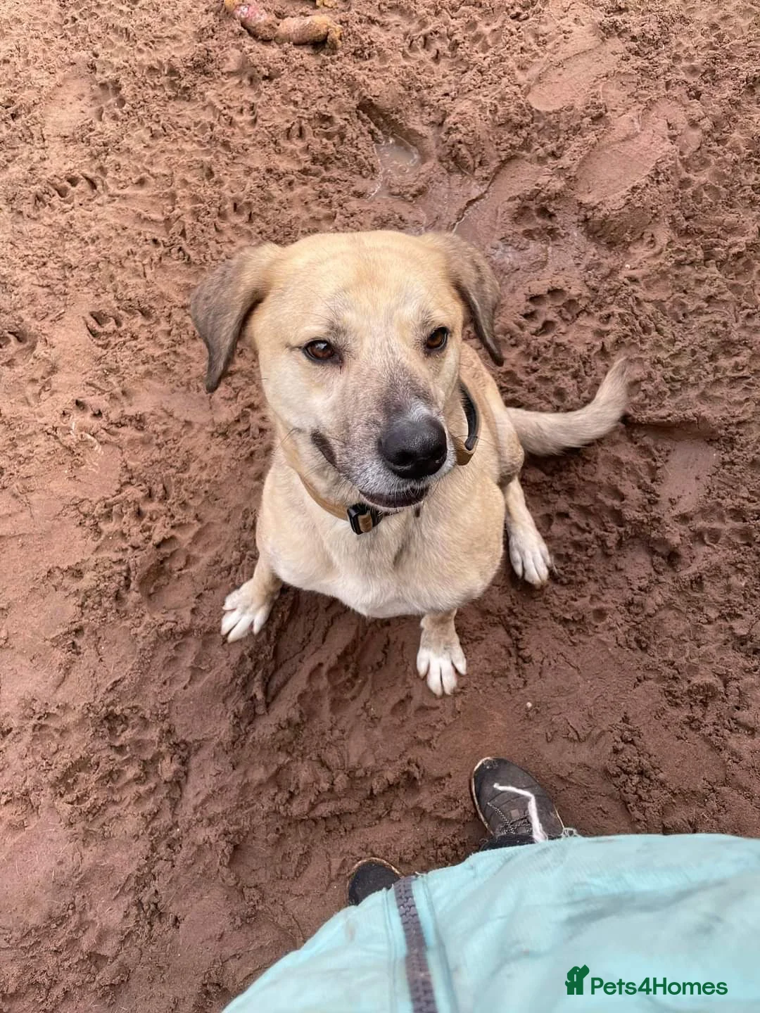 Mixed Breed dogs for adoption: Meet Ziggy, currently residing in Cheshire  in Nantwich - Advert 9