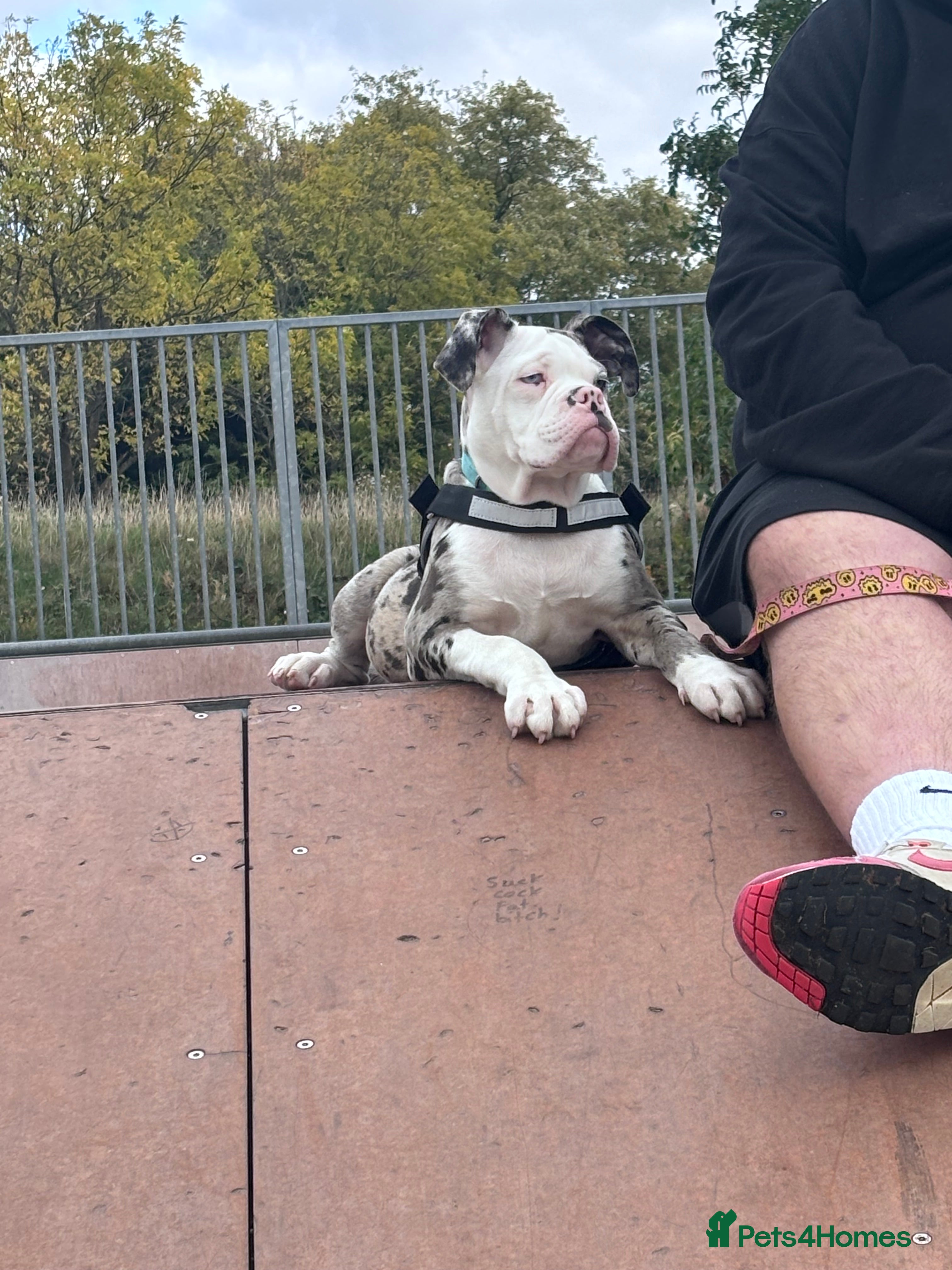 Old Tyme Bulldog dogs Old Tyme English For Sale  - Advert 3