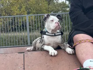 Old Tyme Bulldog dogs Old Tyme English For Sale - Advert 3