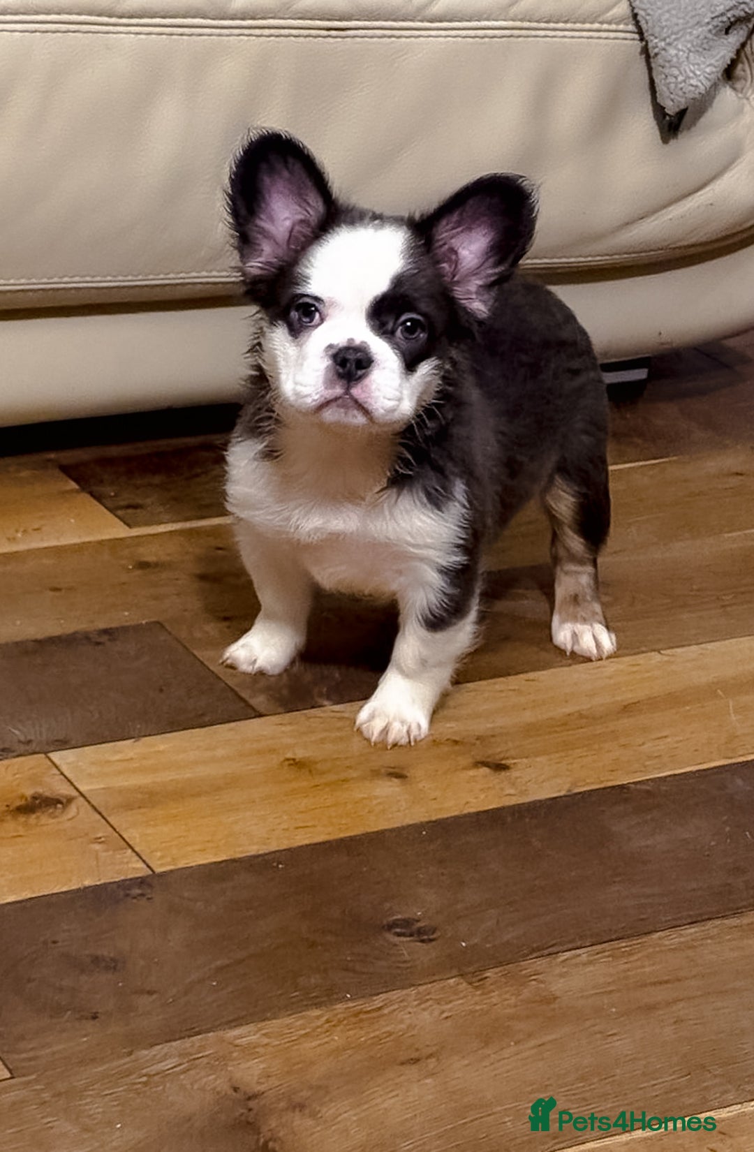 French Bulldog dogs for sale: Top Notch French Bulldog puppies  - Image 2