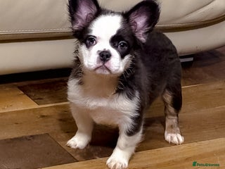 French Bulldog dogs - Advert 10