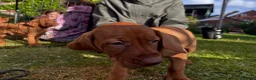 Hungarian Vizsla dogs for sale: KC REGISTERED VIZSLA PUPPIES  in Knutsford - Advert 4