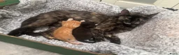 British Shorthair cats for sale: Beautiful kittens - Advert 1