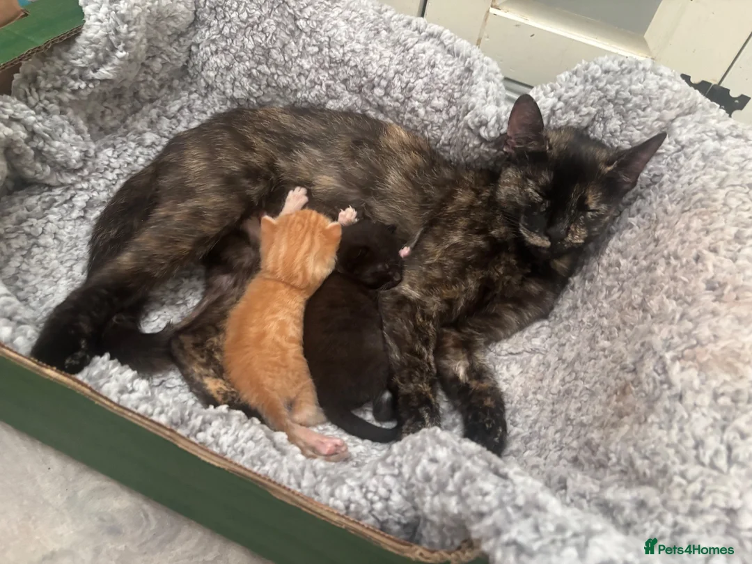 British Shorthair cats for sale: Beautiful kittens - Advert 1