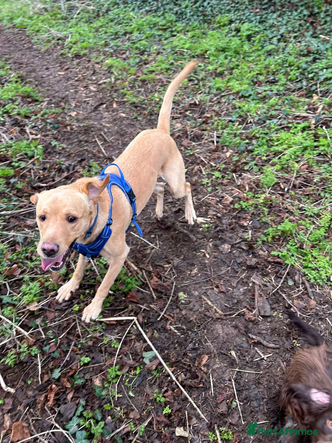 Labrador Retriever dogs for stud: Gorgeous KC Purebred Yellow Labrador For Stud - Advert 33