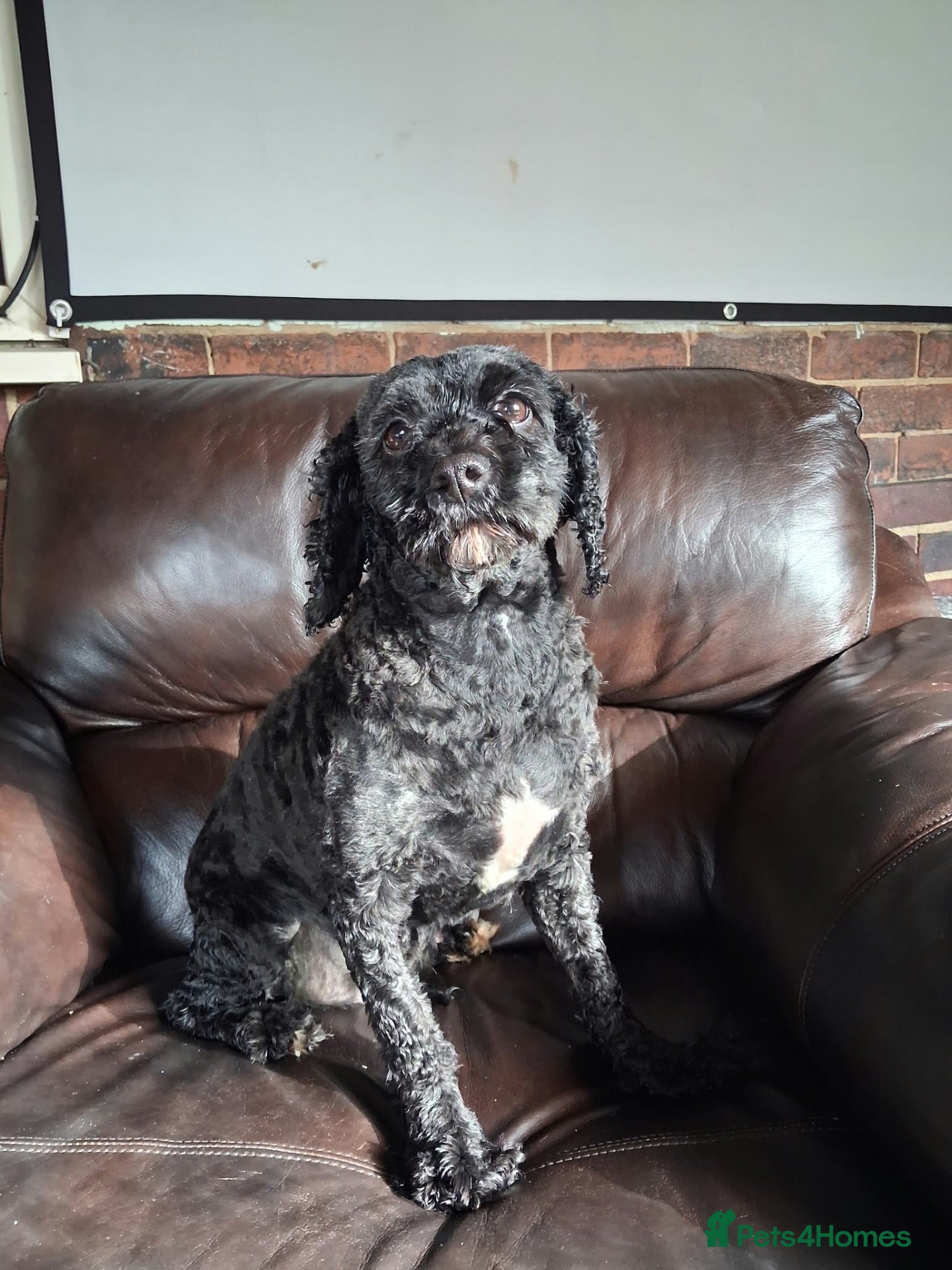 Cavapoo dogs for sale: MBeautiful Cavapoo Looking for a Loving New Home - Advert 10