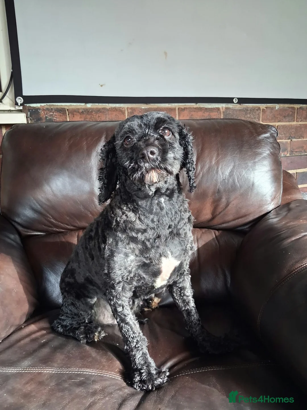 Cavapoo dogs for sale: MBeautiful Cavapoo Looking for a Loving New Home in Wakefield - Advert 1