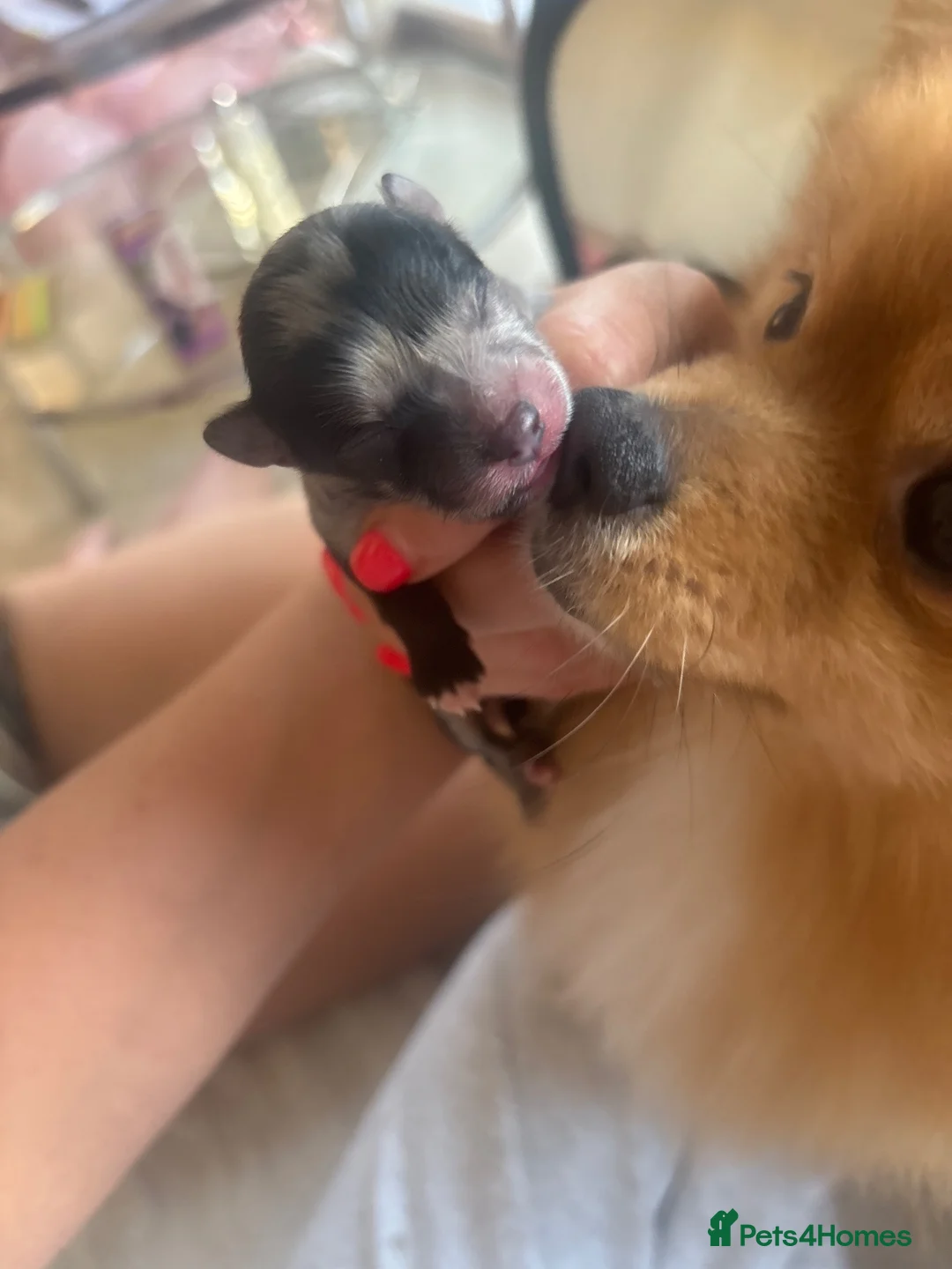 Pomeranian dogs for sale: Chloe  - Advert 2