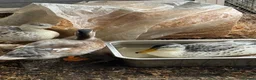 Ducks poultry for sale: Miniature silver appleyard ducks  - Advert 4