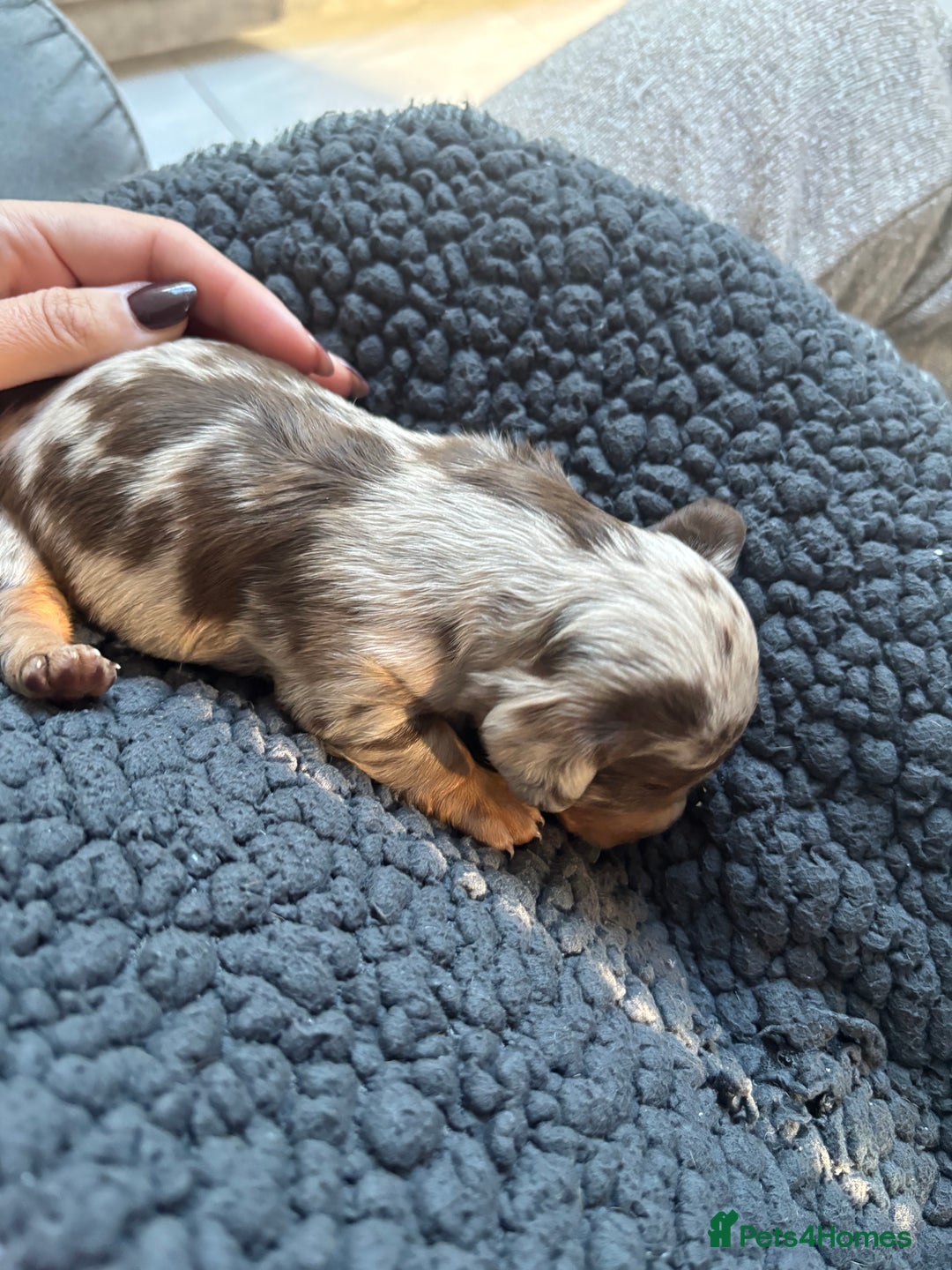 Miniature Dachshund dogs for sale: Miniature dachshund  - Advert 21