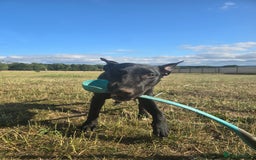 English Bull Terrier dogs for sale: English bull terrier WORKING LINES - Image 13