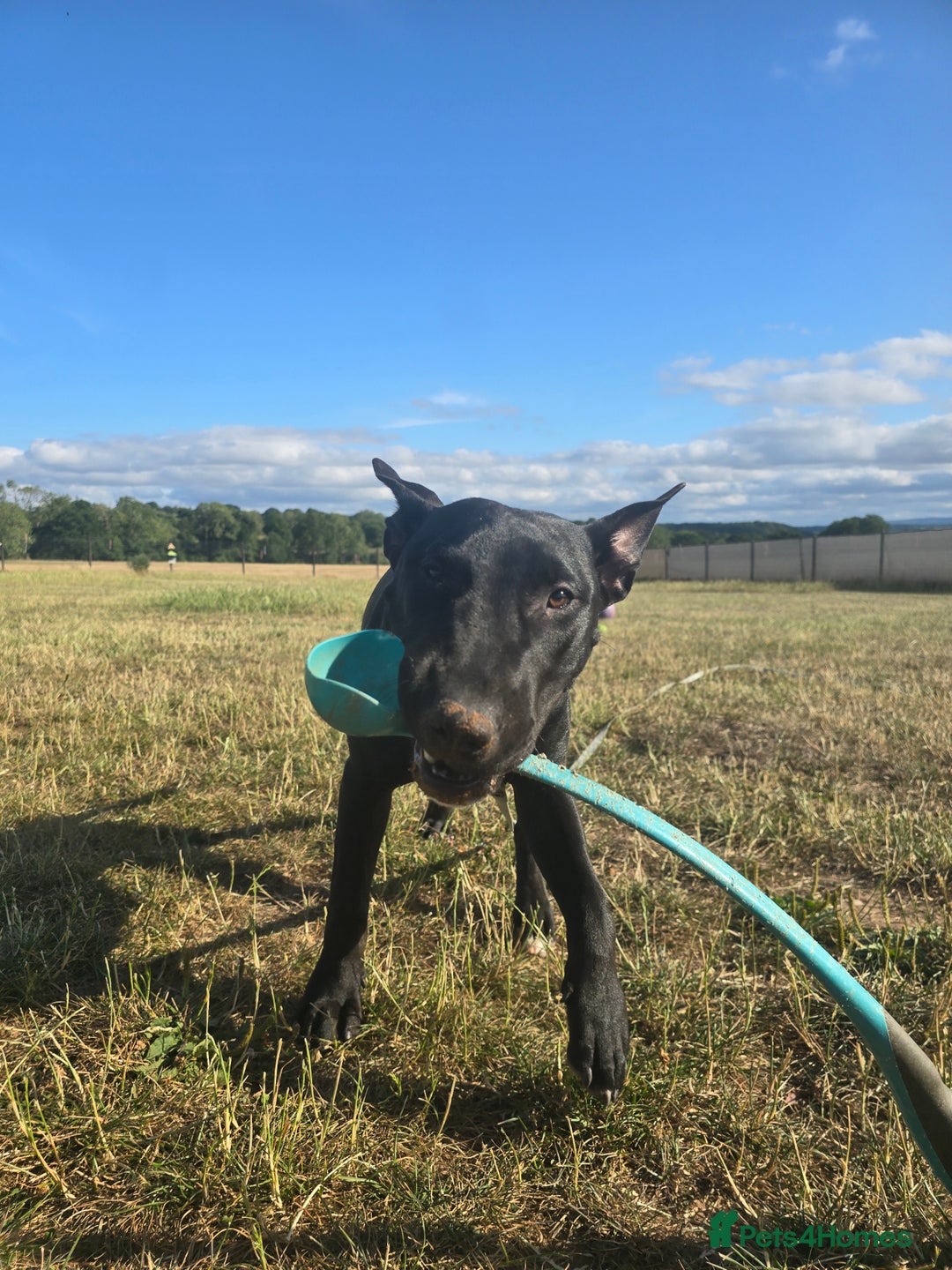 English Bull Terrier dogs for sale: English bull terrier WORKING LINES - Image 13