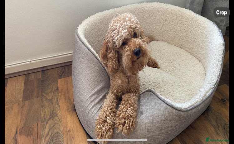 Cockapoo dogs - Advert 7