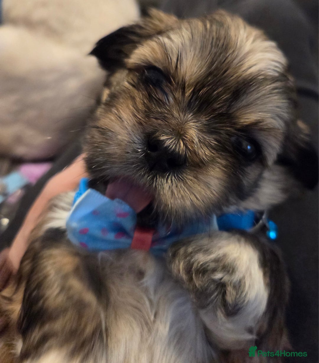 Shih Tzu dogs for sale: Shitz shu puppies  - Image 4
