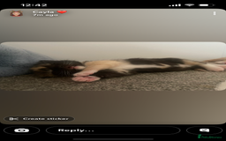 Maine Coon cats for sale: Maine coon cross kittens  - Advert 3