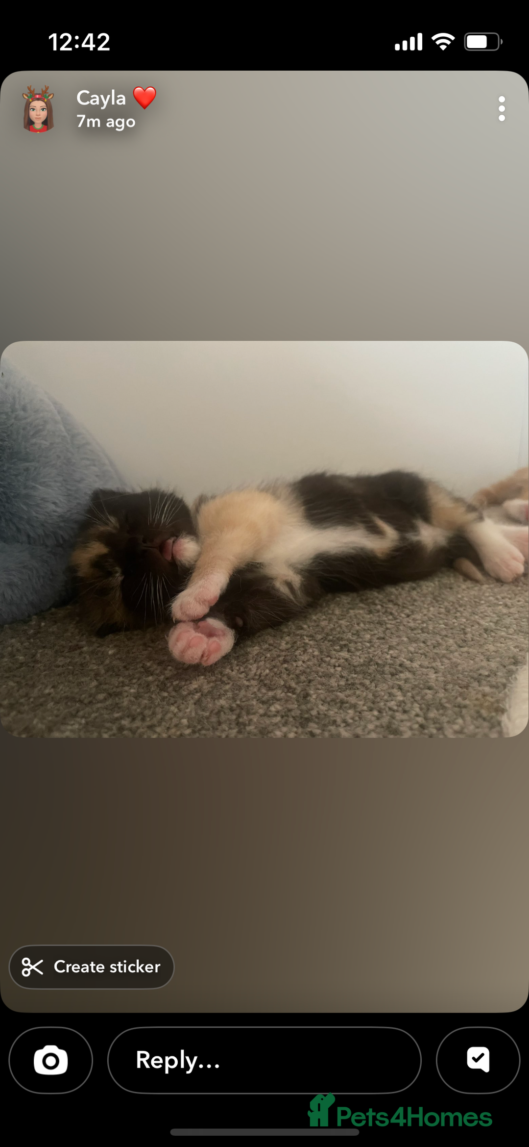Maine Coon cats for sale: Maine coon cross kittens  - Advert 3