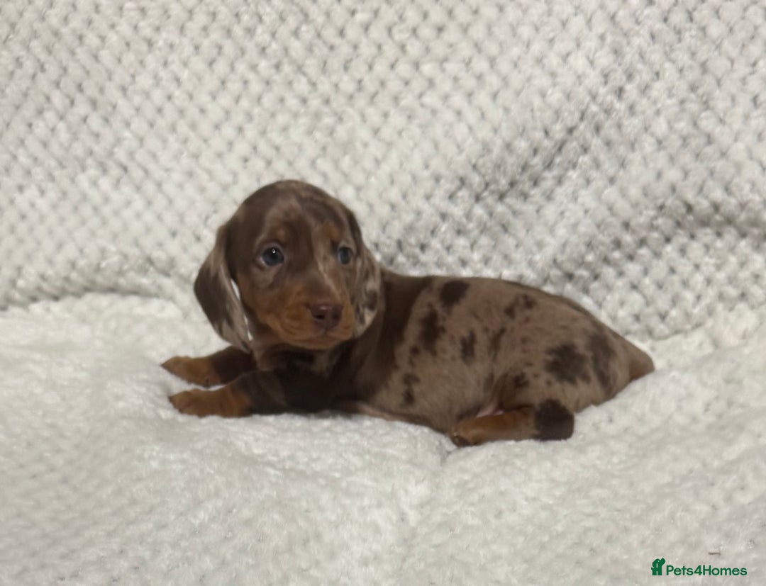 Miniature Dachshund dogs for sale: BEAUTIFUL KC MINI DACHSHUND READY TO LEAVE 23/12   - Advert 4