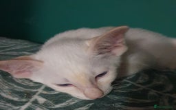 Siamese cats for sale: GCCF - 3 Siamese Boys - Red Point available in Darwen - Image 39