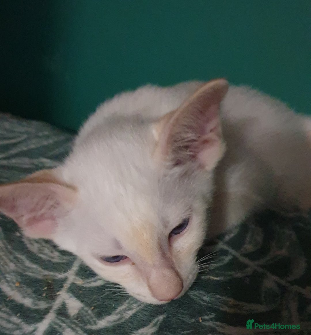 Siamese cats for sale: GCCF - 3 Siamese Boys - Red Point available in Darwen - Image 39