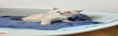 British Shorthair 3
