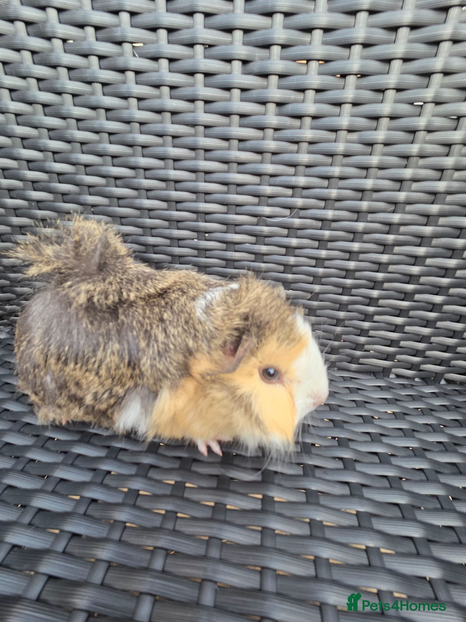 Guinea Pig rodents Half Peruvian semi long hair girl - Advert 1