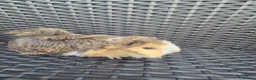 Guinea Pig rodents for sale: Half Peruvian semi long hair girl - Advert 1