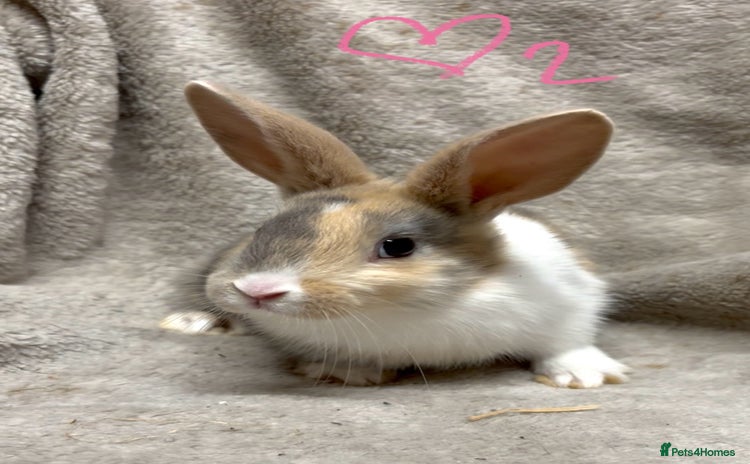 Mixed Breed rabbits 4 Beautiful baby mix breed bunnies  - Advert 9