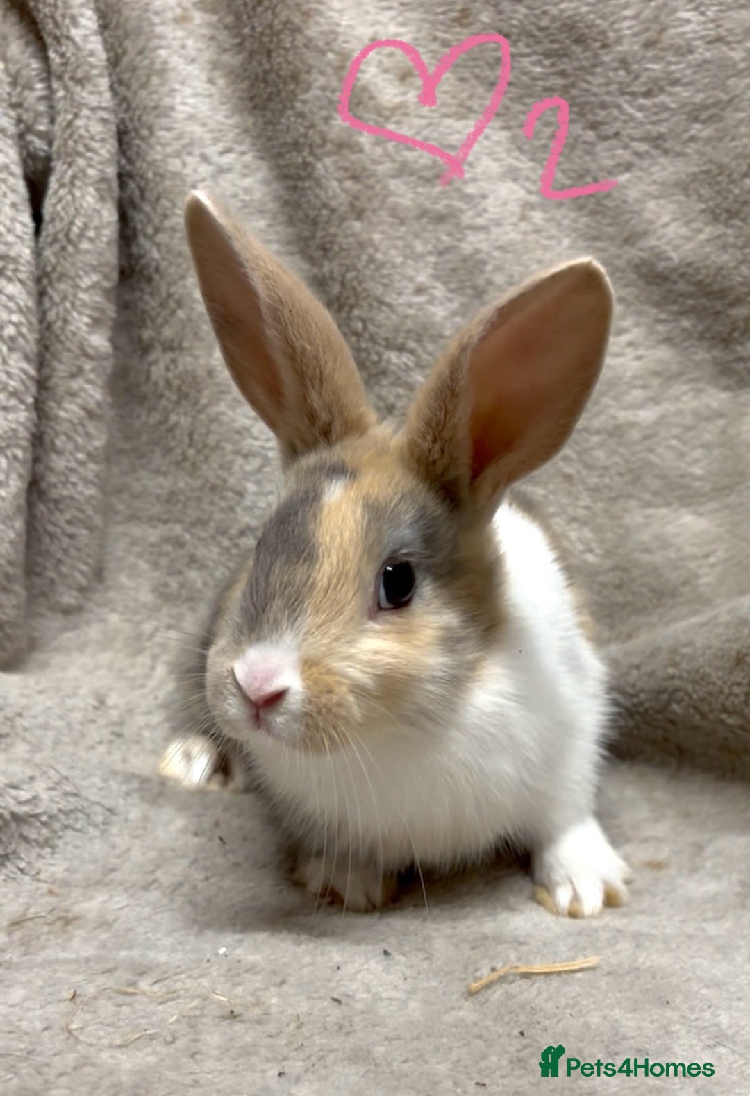 Mixed Breed rabbits for sale: 4 Beautiful baby mix breed bunnies  - Advert 1