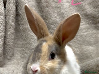 Mixed Breed rabbits 4 Beautiful baby mix breed bunnies - Advert 3