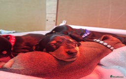 Miniature Dachshund dogs for sale: 5 gorgeous miniature dachshund puppies for sale  - Image 33