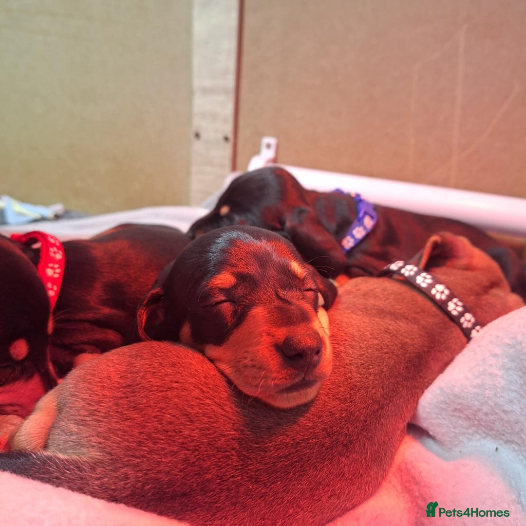 Miniature Dachshund dogs for sale: 5 gorgeous miniature dachshund puppies for sale  - Image 33