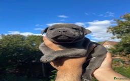 Staffordshire Bull Terrier dogs for sale: STUNNING CHAMPION BRED LITTER - Image 17