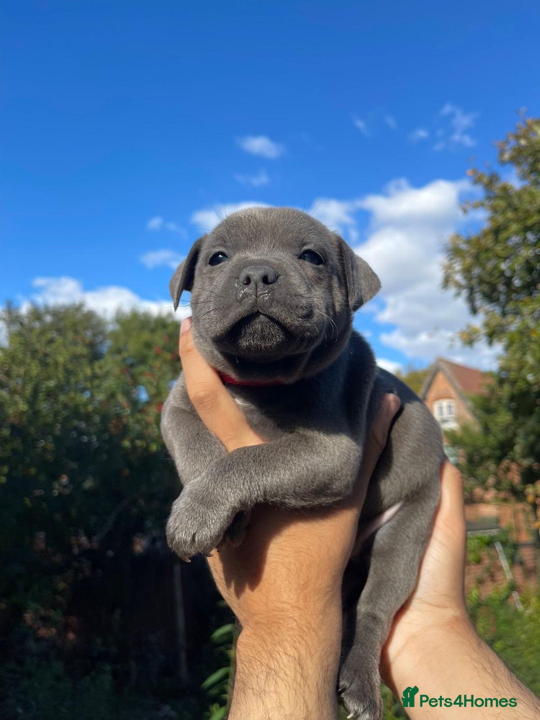 Staffordshire Bull Terrier dogs for sale: STUNNING CHAMPION BRED LITTER - Image 17