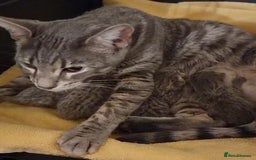 British Shorthair cats for sale: BSH cross kittens - Advert 1