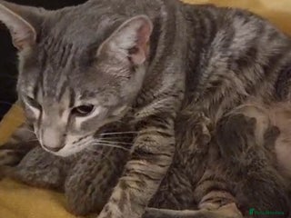 British Shorthair cats BSH cross kittens - Advert 1