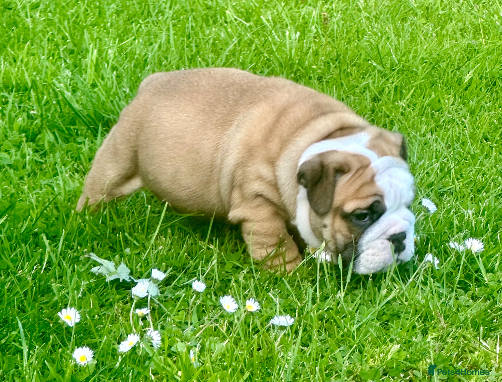 English Bulldog dogs Stunning red/white kc reg English bulldog puppies  - Advert 3