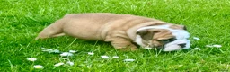 English Bulldog dogs for sale: Stunning red/white kc reg English bulldog puppies  - Advert 1