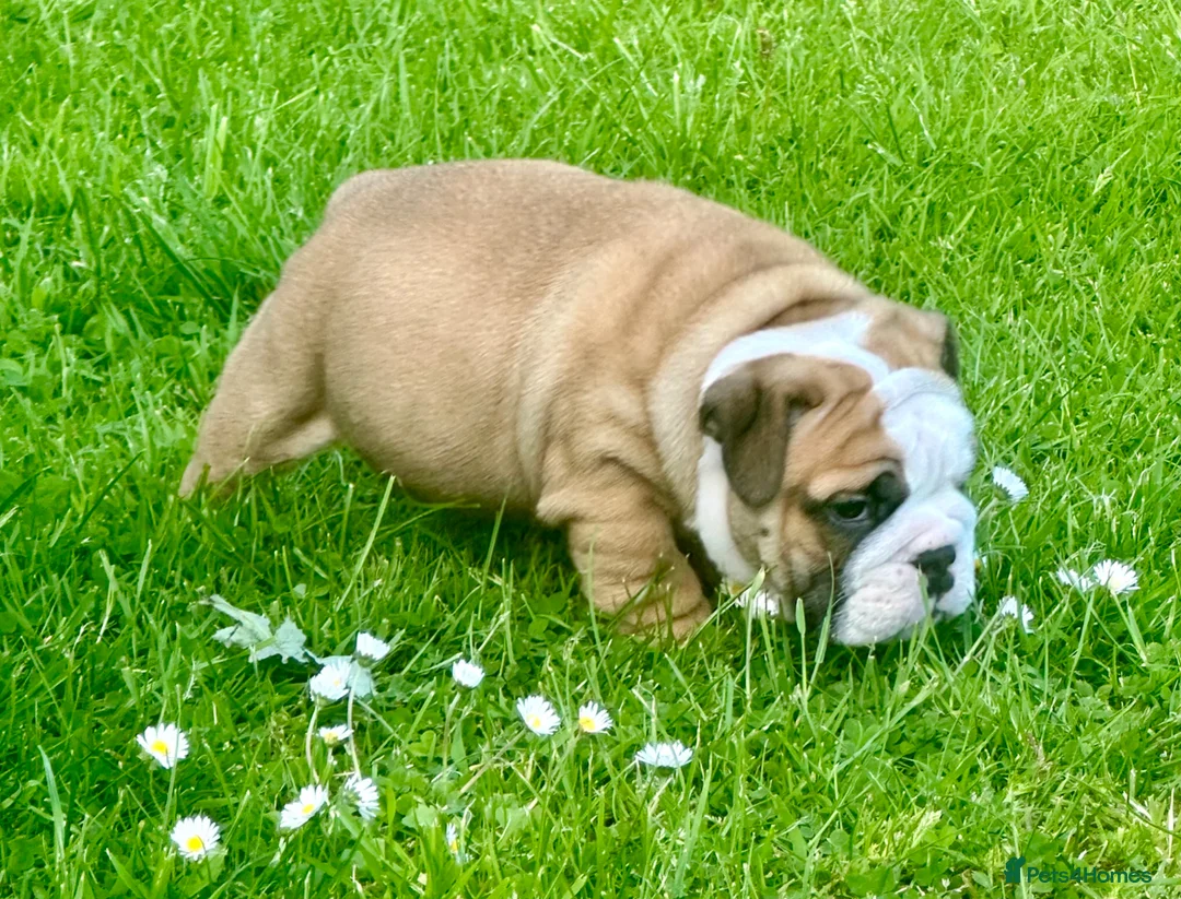 English Bulldog dogs for sale: Stunning red/white kc reg English bulldog puppies  - Advert 1