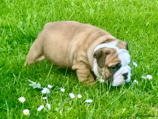 English Bulldog dogs Stunning red/white kc reg English bulldog puppies - Advert 17