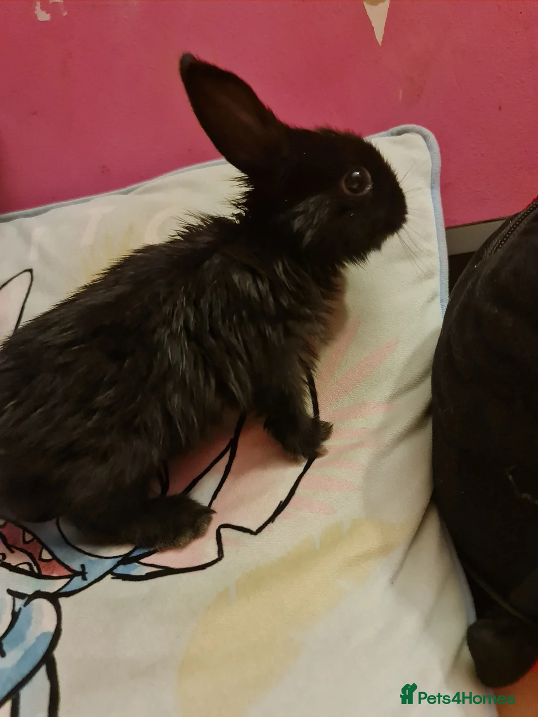 Mixed Breed rabbits for sale: 1 Male Rabbit Kit For Sale - Advert 5